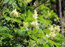 花が咲いている植物

自動的に生成された説明