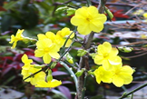 植物と黄色い花

自動的に生成された説明